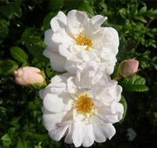 Rosa x multiflora